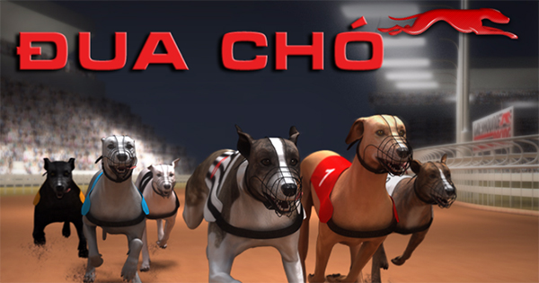 Cách Chơi Game Nhanh Đua Chó Tại AE888 Hiệu Quả Nhất